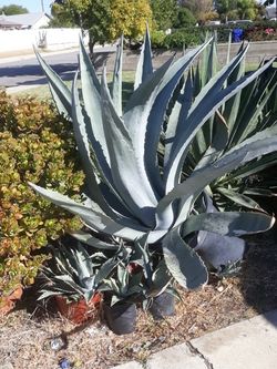 Agave Plantz For Sale