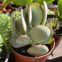 Succulents Plants 4”pot