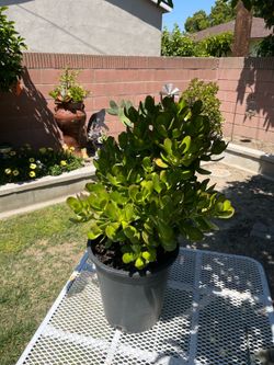 Large Succulent Jade Plant