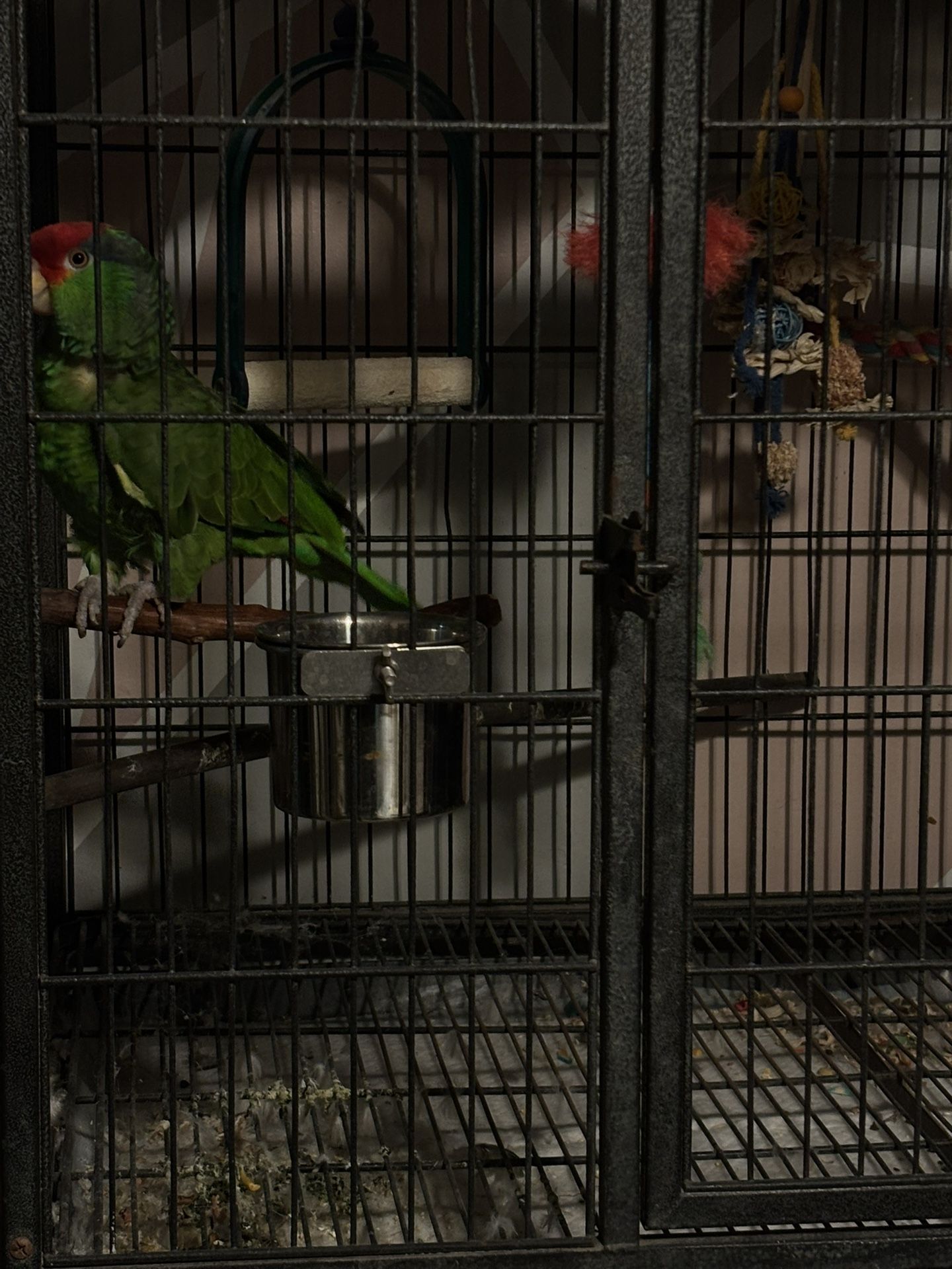 Bird Cage