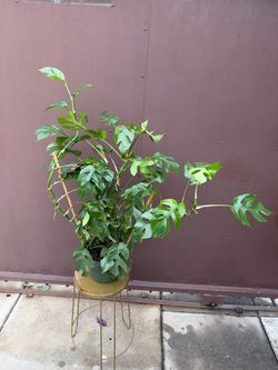 Big Raphidophora Tetrasperma in 8” pot
