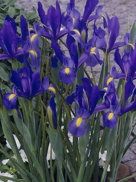 Dutch Iris Bulbs 10 For 25$