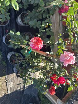 Rose Bushes (Rosas De Arbusto)