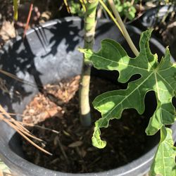 Papaya Tree 28$