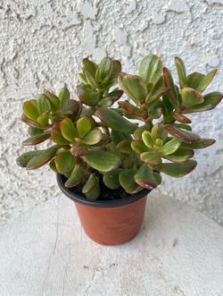 4 Inch Pot Succulent Plant - Sedum Praealtum - Green Cockscomb - Rooted & Established - Drought Resistant - 🪴