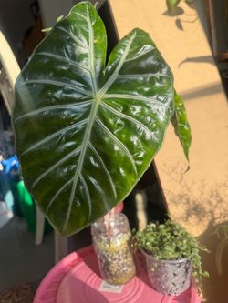 🩷 Alocasia Pink Dragon Sprouted Corm 🩷🌸