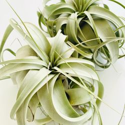 Queen Of Air Plants