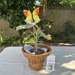 Mother Of A Thousands Succulent - Live Plant 💕✨