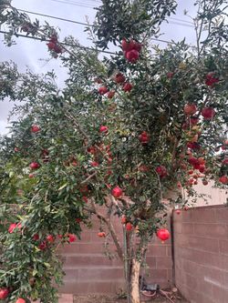 Pomegranates