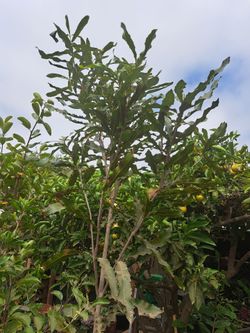 arbol