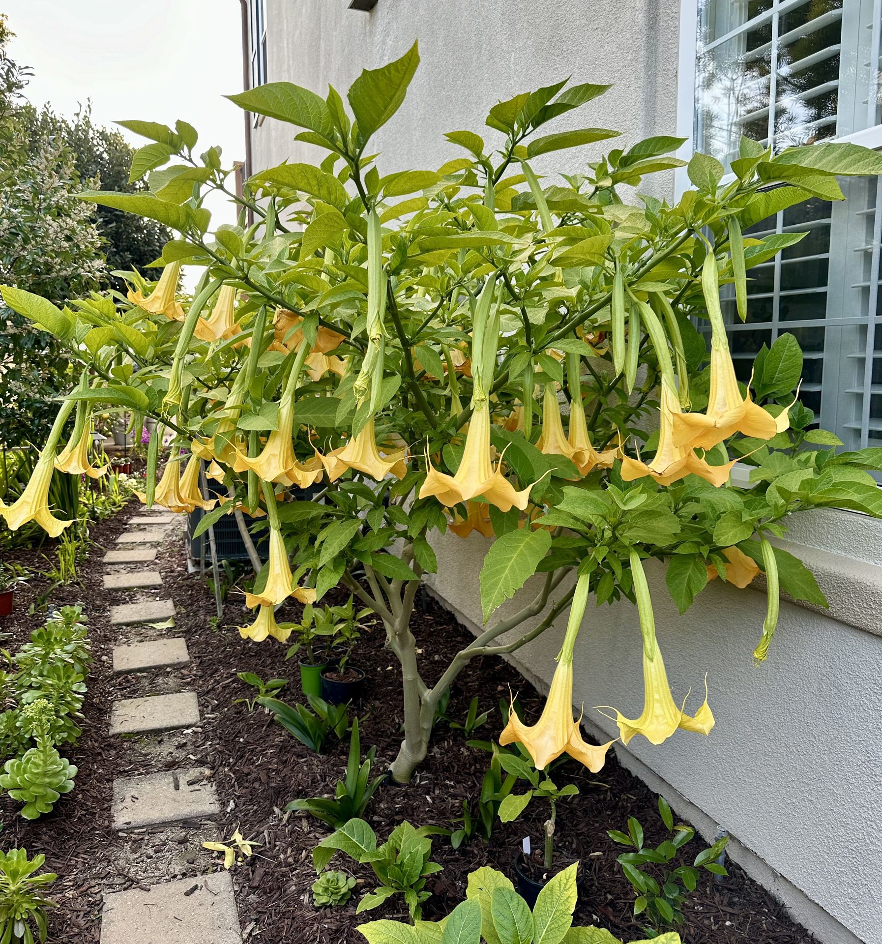Healthy Yellow & White Angel Trumpet Plants