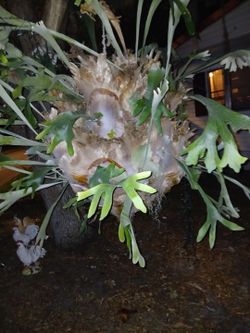Plant