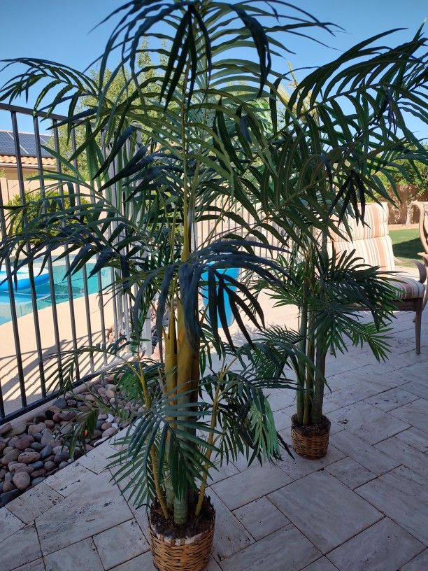 fake plants 4.5 ft tall  ($20 each)