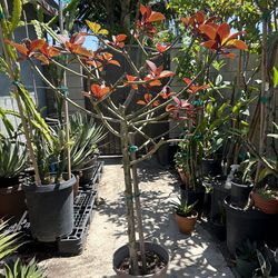 African milk tree