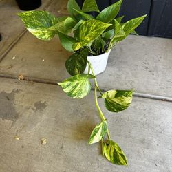 Natural Pothos Plants 