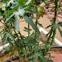 Plants Fruite 🪴 🌳 Trees