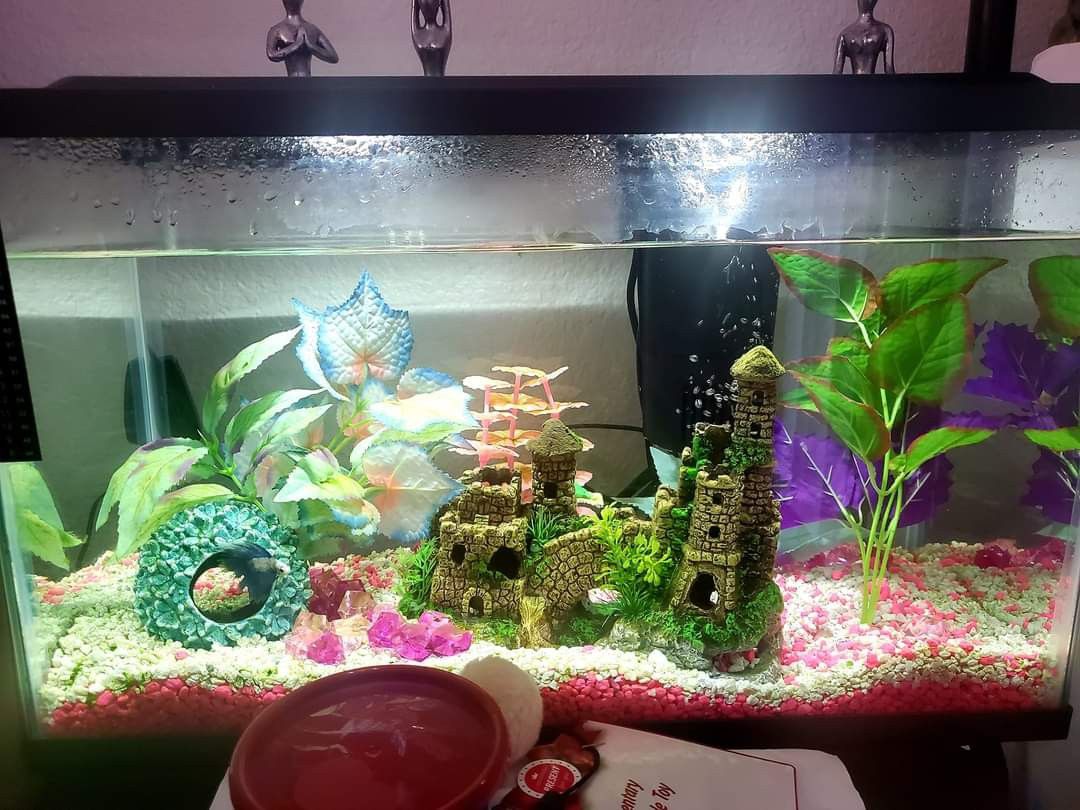 10 Gallon Aquarium And Blue Betta Fish With Filter And Food (Tank Needs Cleaning)