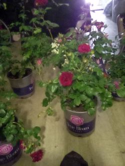 Roses