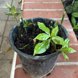 Planta De Uña De Gato