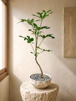 Cussonia Spicata With Snowflake Shaped Leaves (Planter Included) #C1 ‘Local LA Seller’