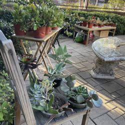 Over 50 Plants For Sale! 🪻🪴