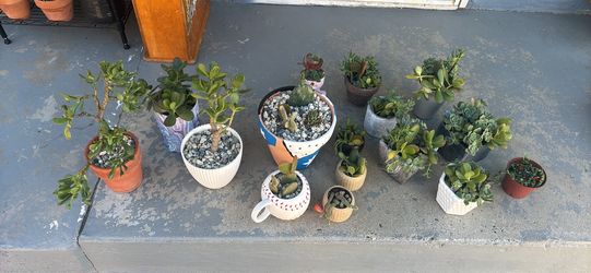 Succulents and cacti in pots