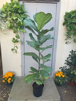 Ficus Lyrata Fiddle Leaf Fig Tree House Plant 10” Pot