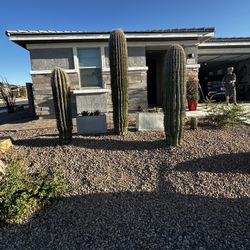 Saguaro For Sale 