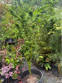 Huge Shishigashira Japanese maples trees —