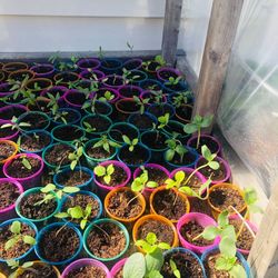 Vegetable For Sale 