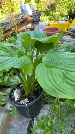 Big leaf hostas