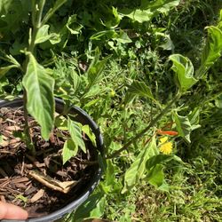 Muicle (Mexican Honey Suckle)