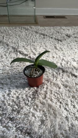 White orchid plant