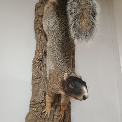 Vintage Fox Squirrel Mount 18"