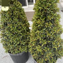 Two Little Trees For Decorations In Front Your Yard On In The Back Yard