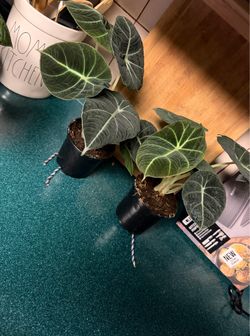Alocasia black velvet