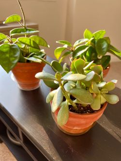 Healthy Indoor Plants in Terracotta Pots – Hoyas & Jade ($10 each)