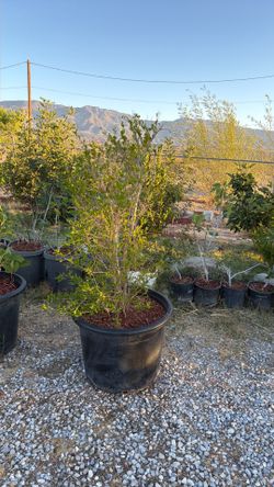Rare Pomegranate Trees • 15 Gallon & 25 Gallon • Fruit Producing Varieties