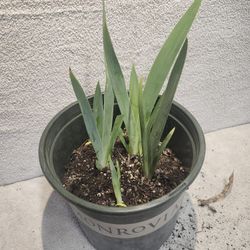 Iris Plants For Sale