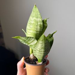 small Snake plant 2” pot Live plant indoor