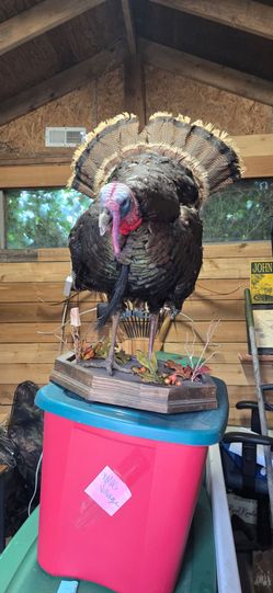 Full Body Turkey Mount