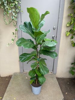 Ficus Lyrata Fiddle Leaf Fig Tree House Plant 8.5” Pot
