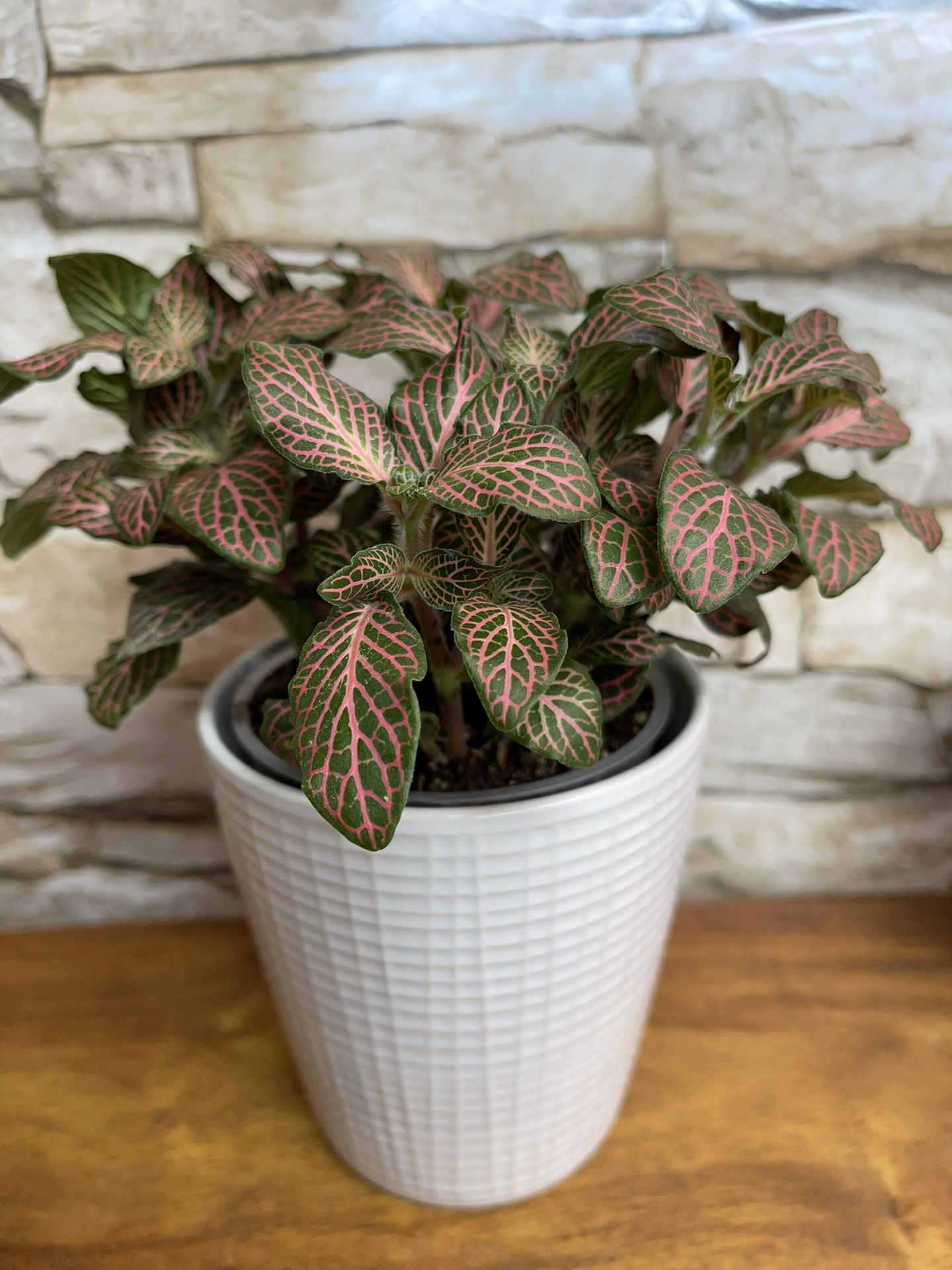 Cute House Plant In 4.5"H Textured Pot.