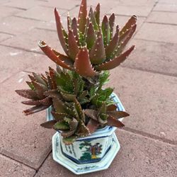 Beautiful Tiger Teeth Cactus Succulent Plant Flower In Ceramic Pot Home Patio Yard Garden Lawn Design 