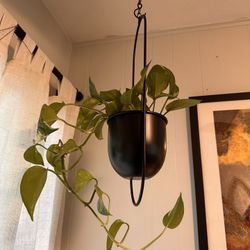 Live Plant In Hanging Planter
