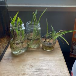 Spider Plant Babies And Medium Spider Plants ready to plant
