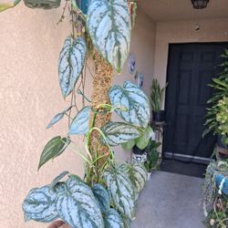 Philodendron BRANDTIANUM Plant $45