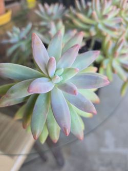 Blue with pink succulent leafs