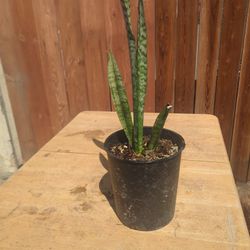 Snake Plant 