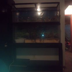 Two Hundred Gallon Fish Tanks With A Stand